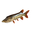 PNG.png PIKE FISH Esox Masquinongy FISH ANIMAL SEA 3D MODEL 3D - FISH Muskellunge MONSTER HUNTER RAPTOR DINOSAUR RAPTOR 3D MODEL