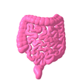 11.png Lower gastrointestinal tract segmented