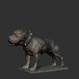 ZBrush Documentпа.jpg staffordshire terrier