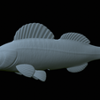 Zander-statue-36.png fish zander / pikeperch / Sander lucioperca statue detailed texture for 3d printing