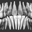 human-teeth-3d-model-obj-stl-3.jpg Human teeth