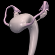 2.PNG.e91981691db94d74330ece176a3b0c86.png 3D Model of Female Reproductive System