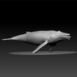 ZBrus12212.jpg whale