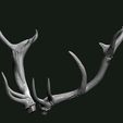 Stag_Horns.jpg Stag bust