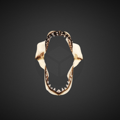 Capture d’écran 2017-12-14 à 16.35.21.png Бесплатный 3D файл White Shark Jaw・Объект для скачивания и 3D печати
