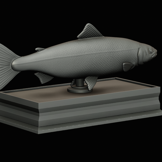 Salmon-statue-box-1-37.png fish sculpture of a Atlantic salmon / salmo salar with storage space / for 3d printing