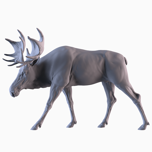 001.png Moose