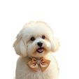 white-Photoroom-18.jpg Perro - maltipo - caniche - bichón - maltés