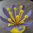 1LOTUS.jpg Lotus drainer