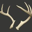 Set-2-Iso-Bone.jpg Whitetail Buck Deer Antler Set 2