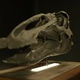 6.jpg 1/2 scale Edmontosaurus skull