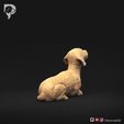 Dachshund-Miniature-Wire-Haired-Pose-08-Dog-3D-Print-4s.jpeg Dackel Miniatur Drahthaar Pose 08