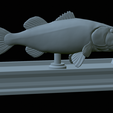 Bass-mount-statue-29.png fish Largemouth Bass / Micropterus salmoides open mouth statue detailed texture for 3d printing