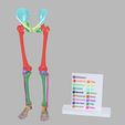 lower-limbs-with-girdle-color-coded-3d-model-6.jpg lower Limbs with girdle color coded 3D model