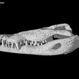 specimen-3.jpg Crocodylus moreletii, Morelet's Crocodile skull