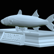 Barracuda-base-28.png fish great barracuda / Sphyraena barracuda statue detailed texture for 3d printing