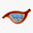 Endocrine_Glands_Tumbnail.png Анатомия эндокринных желез
