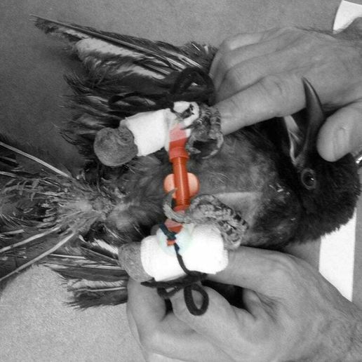 Paw splint for bird / Attelle de patte pour oiseau - 3D model önizlemesi