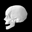 Screen-Shot-2023-02-03-at-4.04.00-PM.png 3D file Entire Hollow Skull Anatomical Model For 3D Printing・3D print design to download
