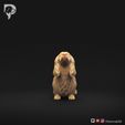 Dachshund-Miniature-Long-Haired-Pose-08-Dog-3D-Print-10s.jpeg Dachshund Miniature Long Haired Pose 08