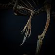 compsognatus-20.jpg Compsognatus life size skeleton