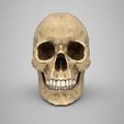 Skull-render-1.jpg Pete's skull with seperate jaw