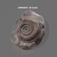 AMMONITE-2.jpg Free STL file Ammonite 3D Scan - Dactylioceras・3D printing design to download