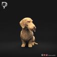 Dachshund-Wire-Haired-Pose-06-Dog-3D-Print-1s.jpeg Teckel à poil dur Pose 06