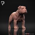 Bulldog-Pose-02-Dog-3D-Print-1s.jpeg Bulldog Dog 3D Print Model Pose 02