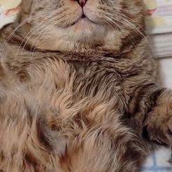 Пасхальные коты