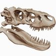 02.jpg Albertosaurus 3D skull