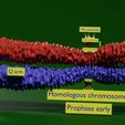 0004.jpg Chromosome homologous centromere kinetochore blender 3d model