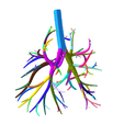 4.png Tracheobronchial Tree Segmented in 101 Parts