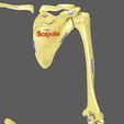 limbs-with-girdle-bones-name-parts-text-labelled-3d-model-fec033065e.jpg Limbs With Girdle bones name parts text labelled 3D model