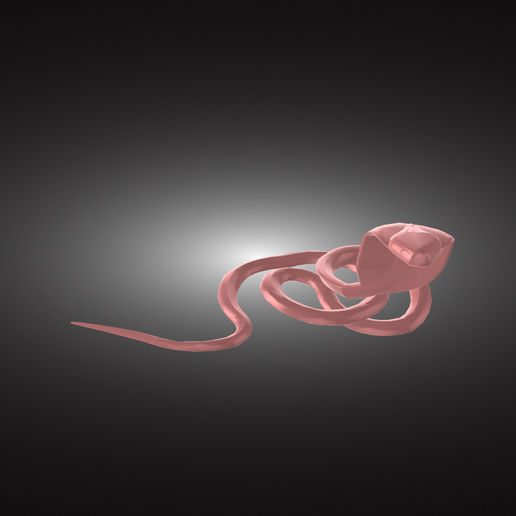 SNAKE 3D model