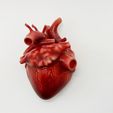 FullSizeRender-3.jpg Anatomical model of the human heart