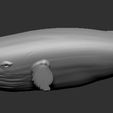 jubarte.jpg Humpback Whale