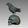 234234234.jpg bird crow