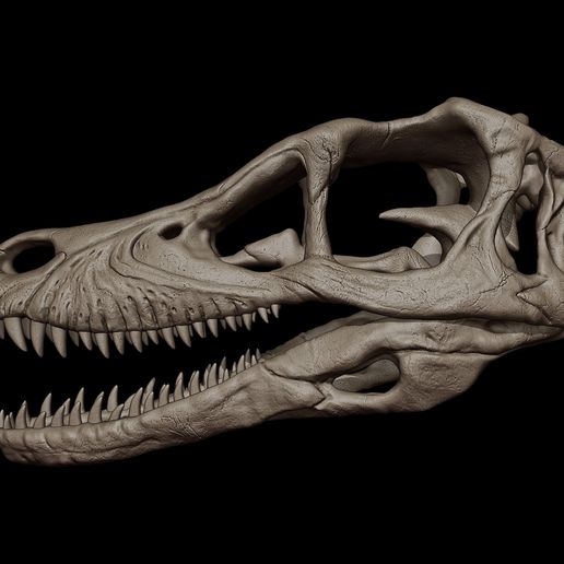 velociraptor-skull-3d-print-model-3d-model-115c5c4322.jpg Cráneo de velociraptor