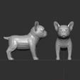 888.jpg Mini French Bulldog low Polly model 3D model