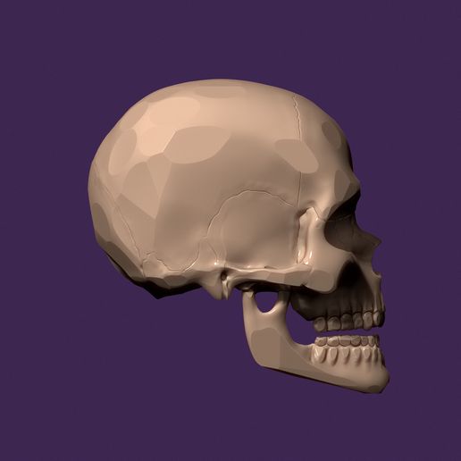 04.jpg human skull