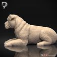 Bulldog-Pose-09-Dog-3D-Print-7s.jpeg Bulldog Dog 3D Print Model Pose 09