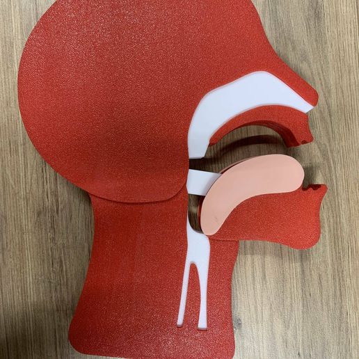 426808622_7046316148756806_1793040971576715552_n.jpg SST - Sliced head