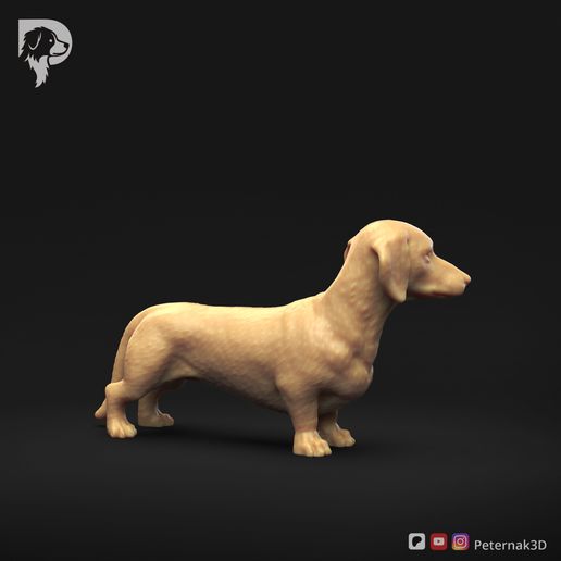 Dachshund-Smooth-Haired-Pose-03-Dog-3D-Print-3s.jpeg Teckel à poil lisse Pose 03