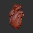 1.jpg HUMAN HEART