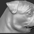12.jpg Pug head for 3D printing