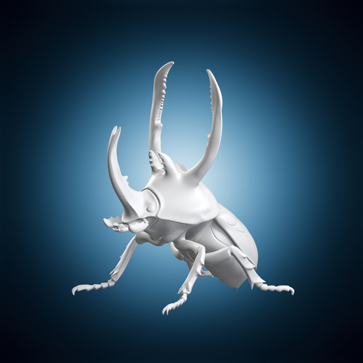 Beetle Insect Top View Model