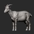 goat11.jpg Goat 3D print model