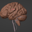 2.png 3D Model of Brain and Blood Supply - Circle of Willis