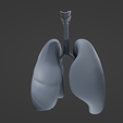 L5.png Human Lungs
